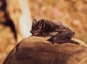 30 faits fascinants sur le sommeil dans le règne animal 