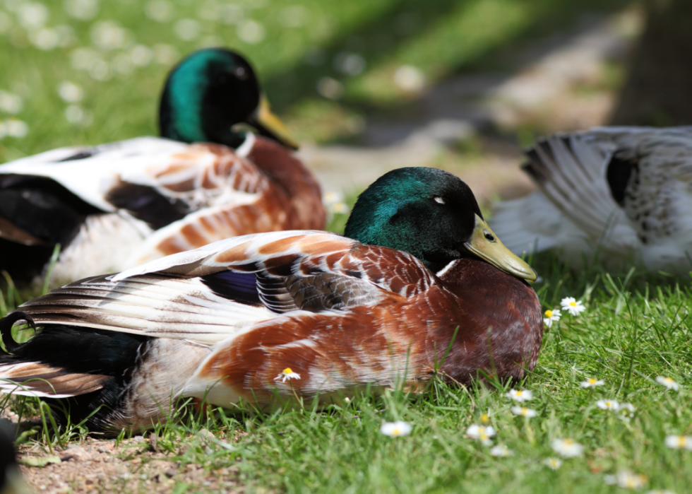 30 faits fascinants sur le sommeil dans le règne animal 