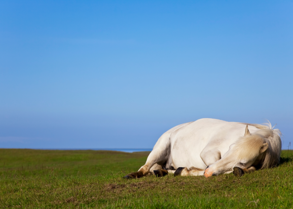 30 faits fascinants sur le sommeil dans le règne animal 