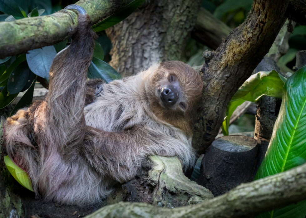 30 faits fascinants sur le sommeil dans le règne animal 