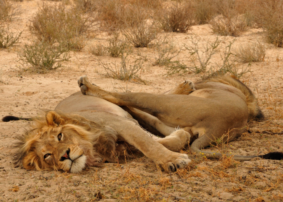 30 faits fascinants sur le sommeil dans le règne animal 