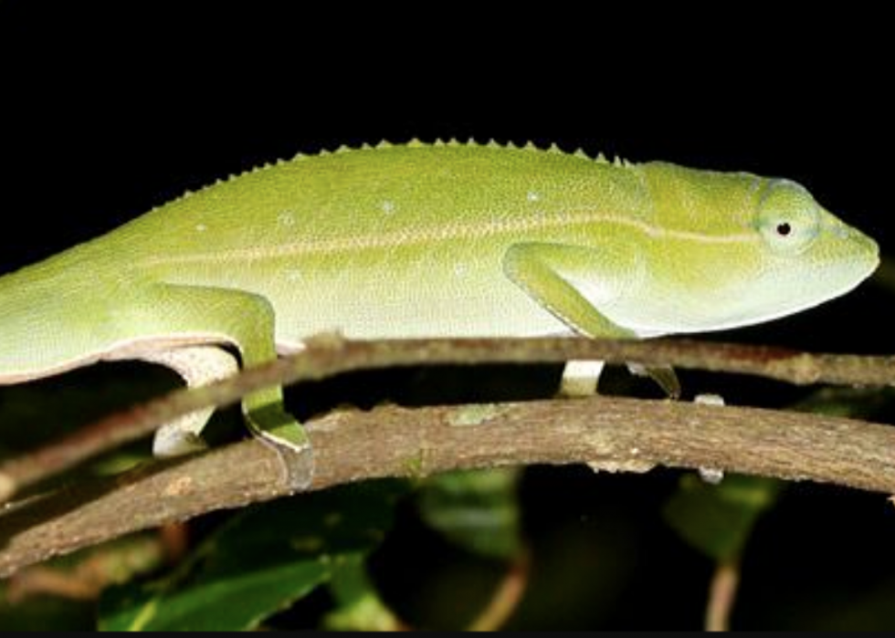 50 animaux dont les habitats sont menacés par le changement climatique 