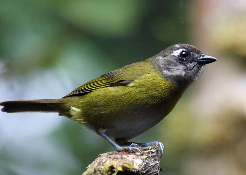 50 animaux dont les habitats sont menacés par le changement climatique 