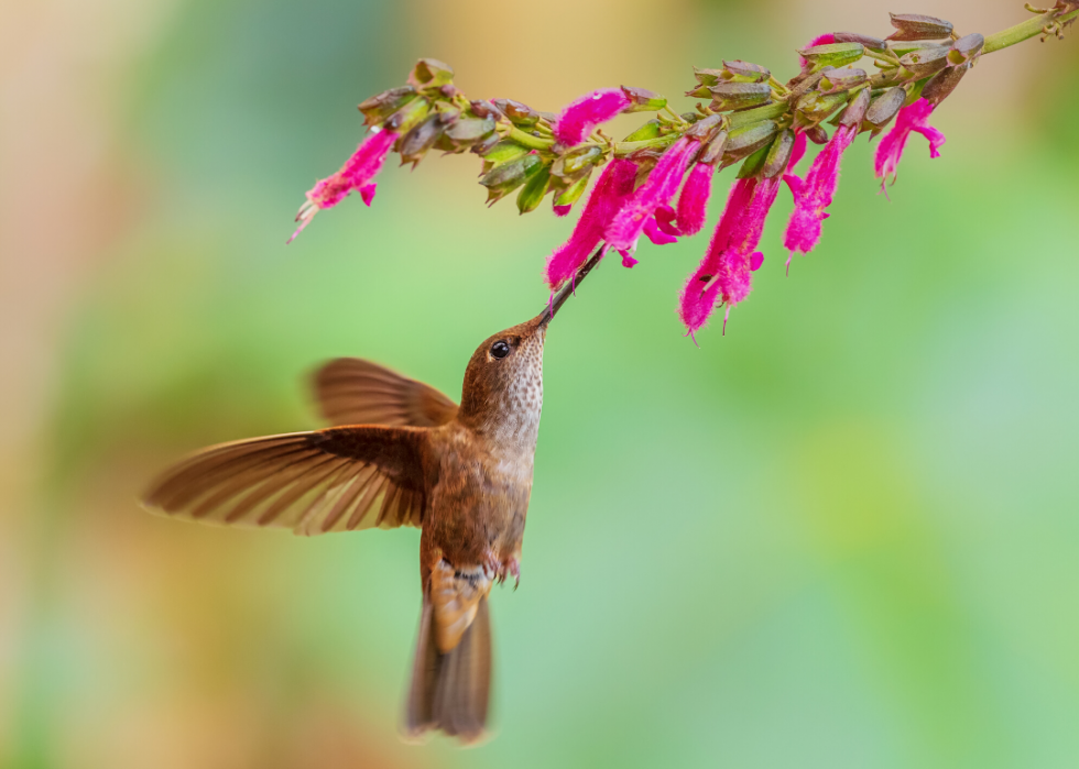 50 animaux dont les habitats sont menacés par le changement climatique 