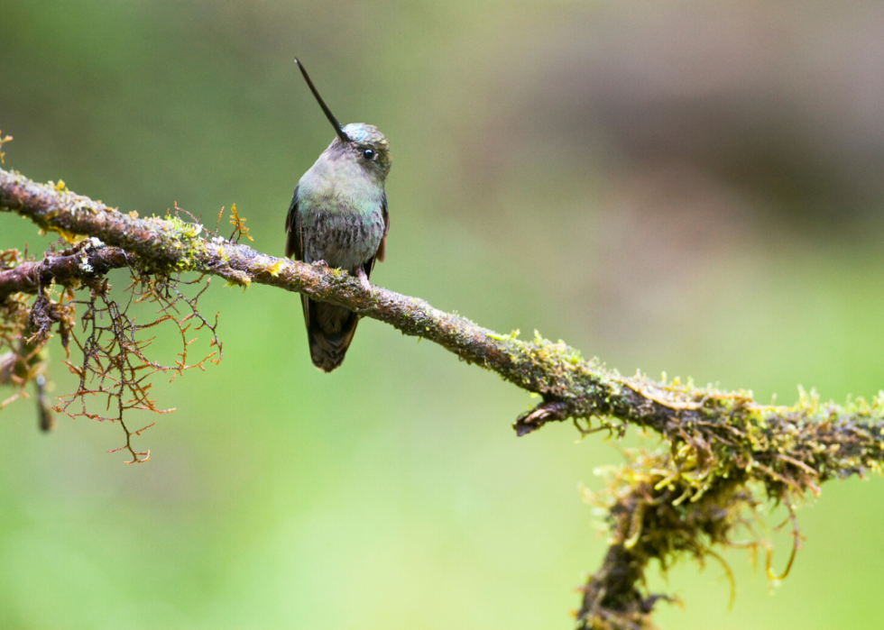 50 animaux dont les habitats sont menacés par le changement climatique 