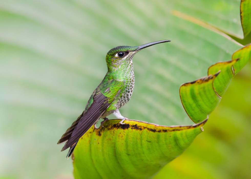 50 animaux dont les habitats sont menacés par le changement climatique 