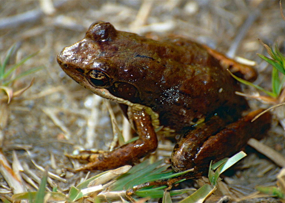 50 animaux dont les habitats sont menacés par le changement climatique 