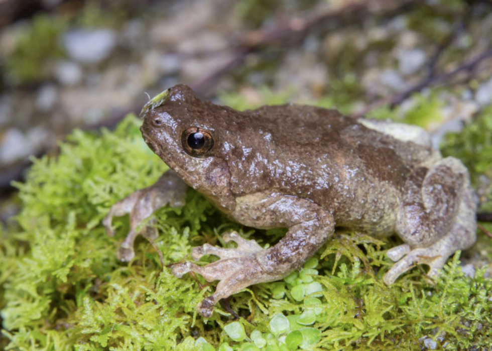 50 animaux dont les habitats sont menacés par le changement climatique 