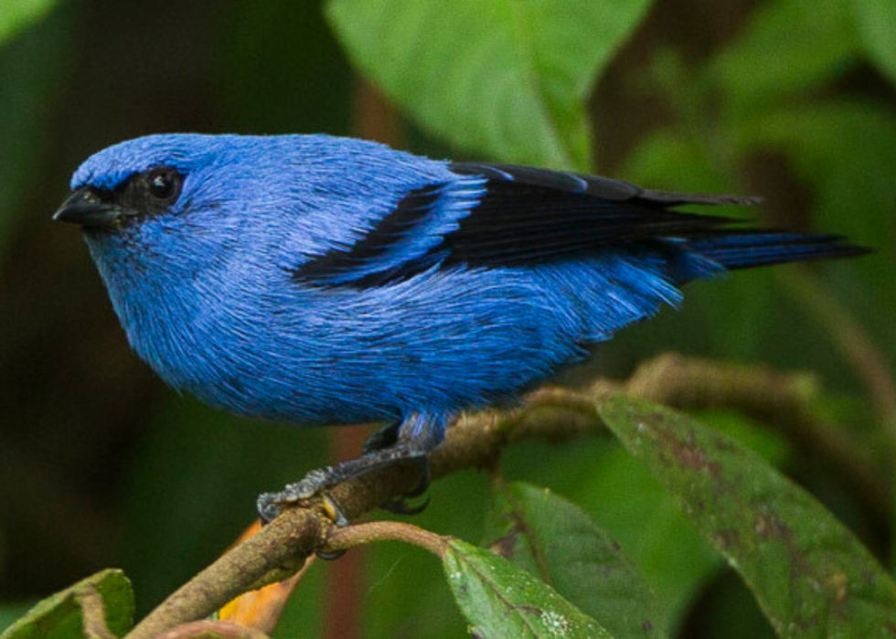 50 animaux dont les habitats sont menacés par le changement climatique 