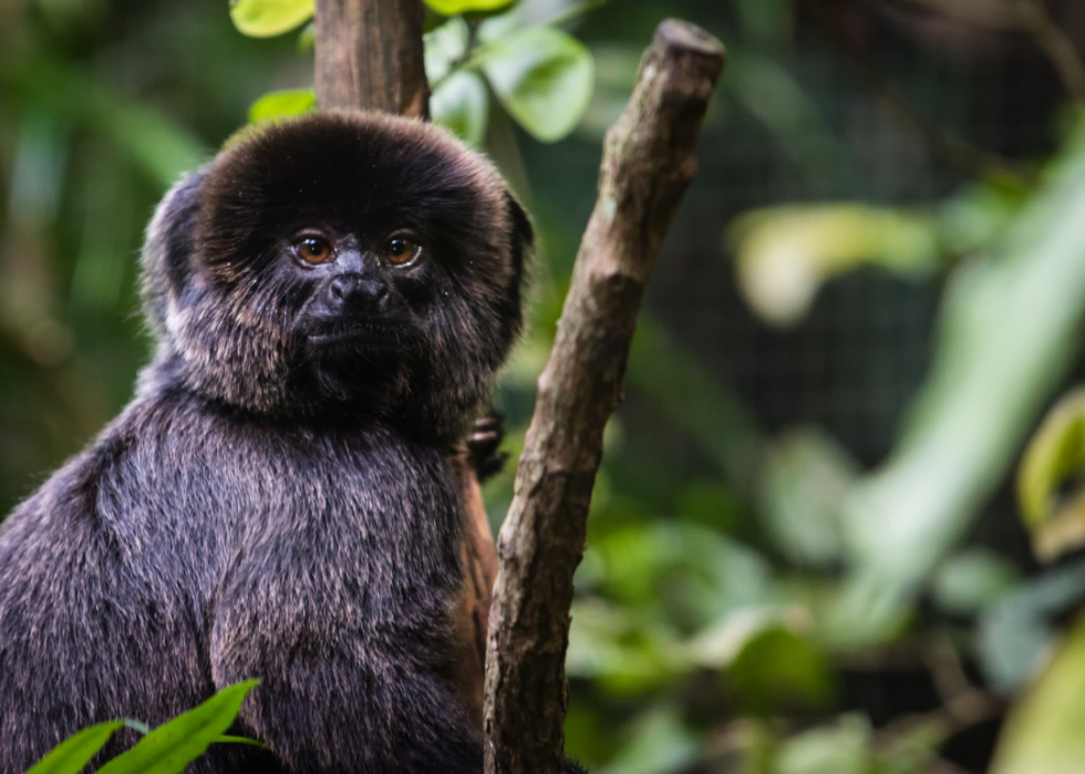 50 espèces menacées qui ne vivent que dans la forêt amazonienne 