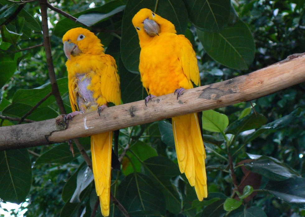 50 espèces menacées qui ne vivent que dans la forêt amazonienne 