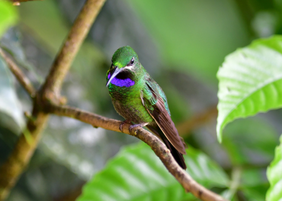 50 espèces menacées qui ne vivent que dans la forêt amazonienne 