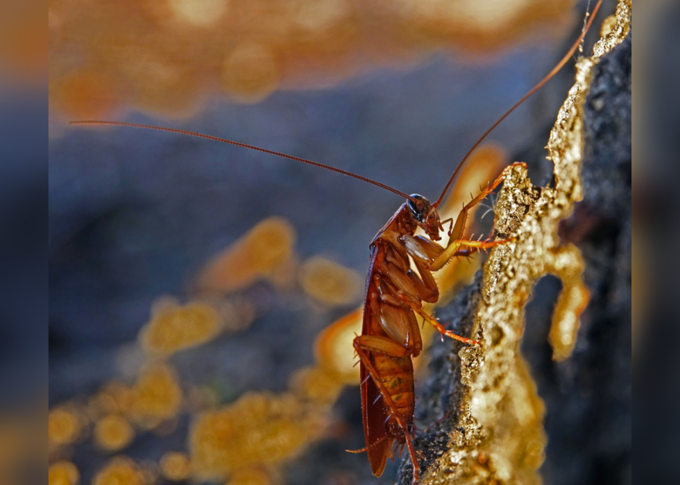 30 animaux évoluant dans des environnements extrêmes 