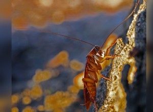 30 animaux évoluant dans des environnements extrêmes 