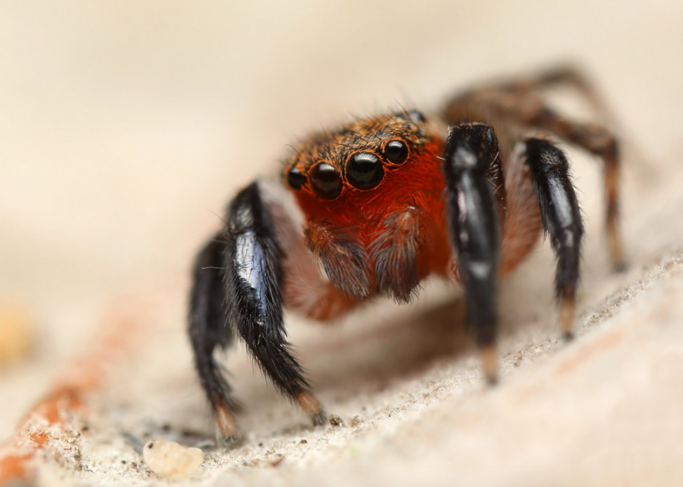 30 animaux évoluant dans des environnements extrêmes 