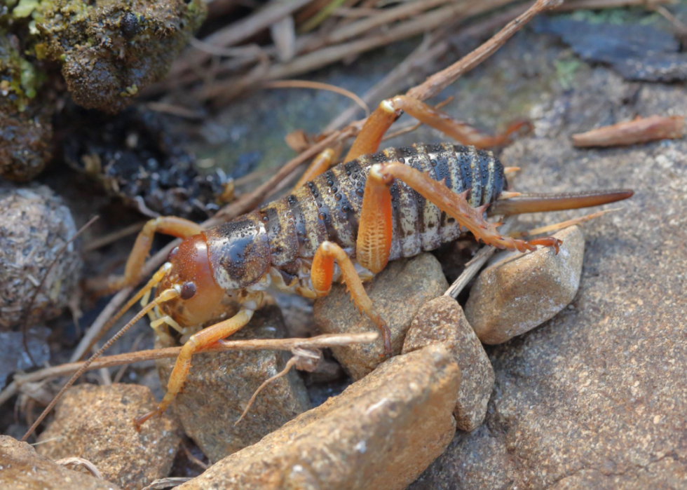 30 animaux évoluant dans des environnements extrêmes 