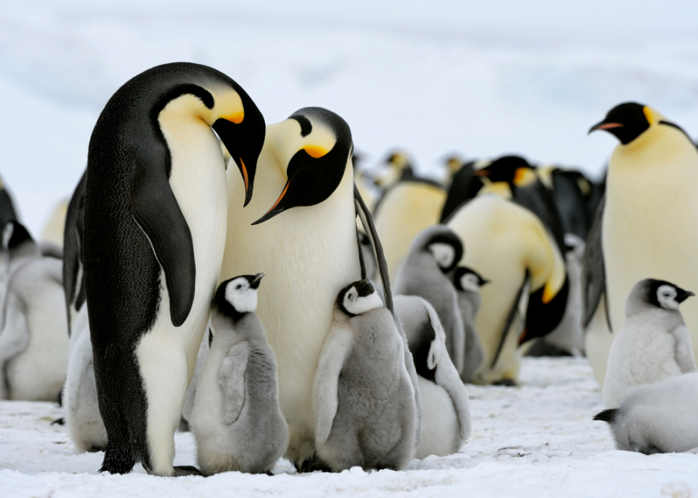 30 animaux évoluant dans des environnements extrêmes 