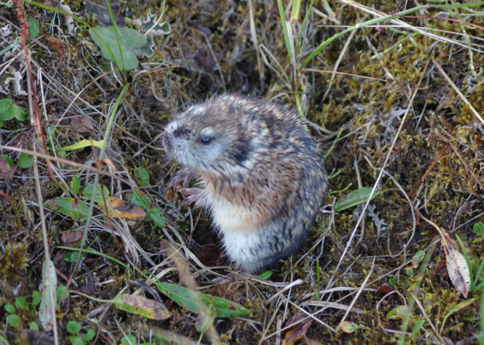 30 animaux évoluant dans des environnements extrêmes 