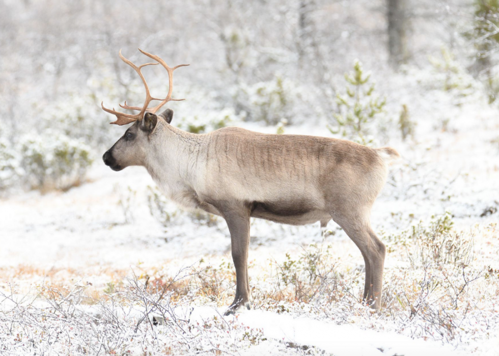 30 animaux évoluant dans des environnements extrêmes 