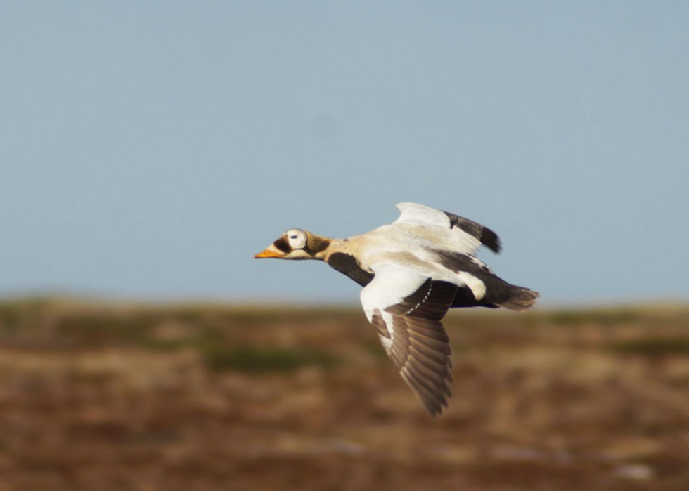 30 animaux évoluant dans des environnements extrêmes 