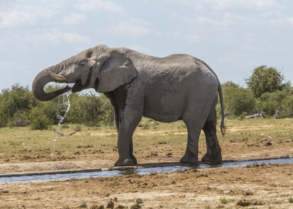 30 animaux évoluant dans des environnements extrêmes 