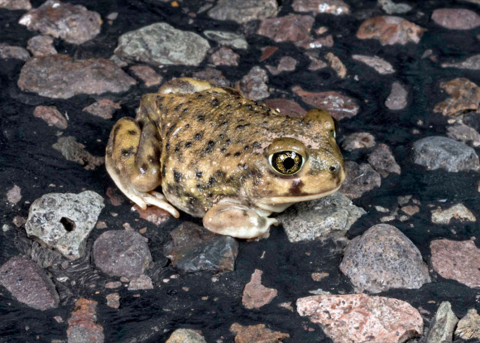 30 animaux évoluant dans des environnements extrêmes 