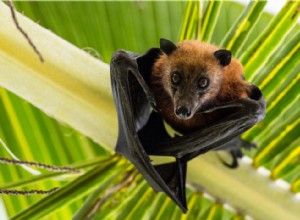 Chauves-souris, requins, pumas :ce qu il faut savoir sur 10 animaux méconnus 