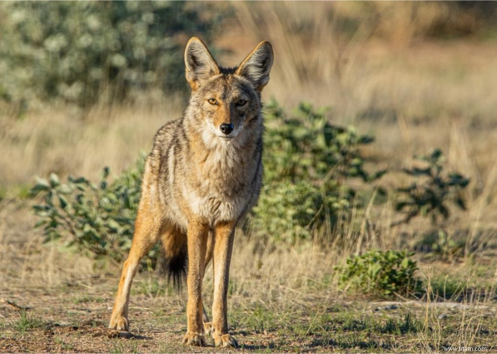 Chauves-souris, requins, pumas :ce qu il faut savoir sur 10 animaux méconnus 