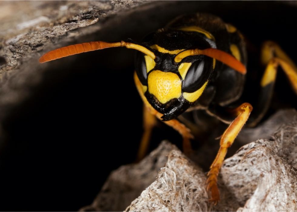 Chauves-souris, requins, pumas :ce qu il faut savoir sur 10 animaux méconnus 