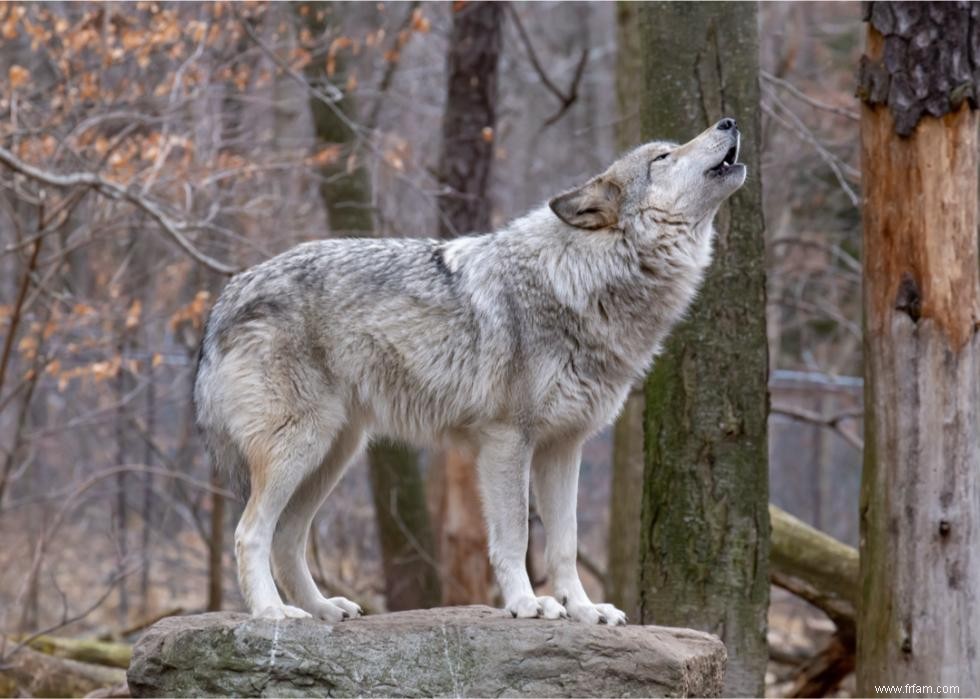 Chauves-souris, requins, pumas :ce qu il faut savoir sur 10 animaux méconnus 