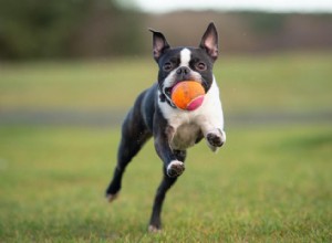 Les chiens les plus rapides du monde 