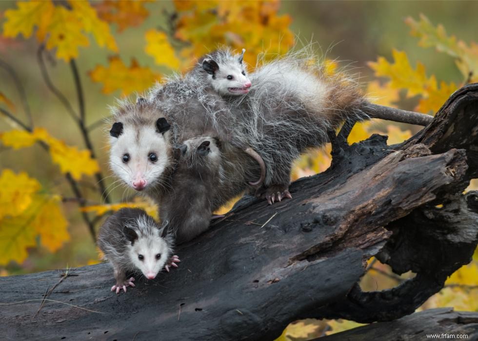 Chauves-souris, requins, pumas :ce qu il faut savoir sur 10 animaux méconnus 