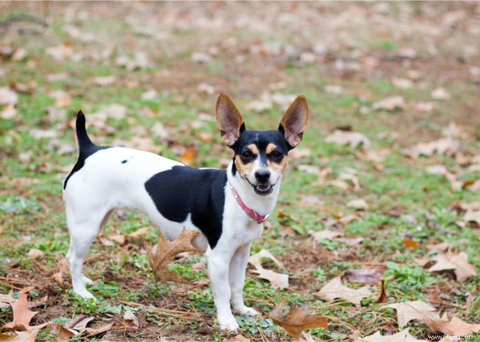 Les chiens les plus rapides du monde 