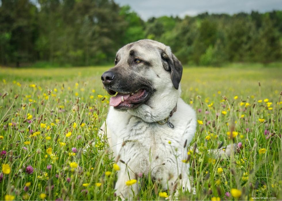 Les chiens les plus rapides du monde 