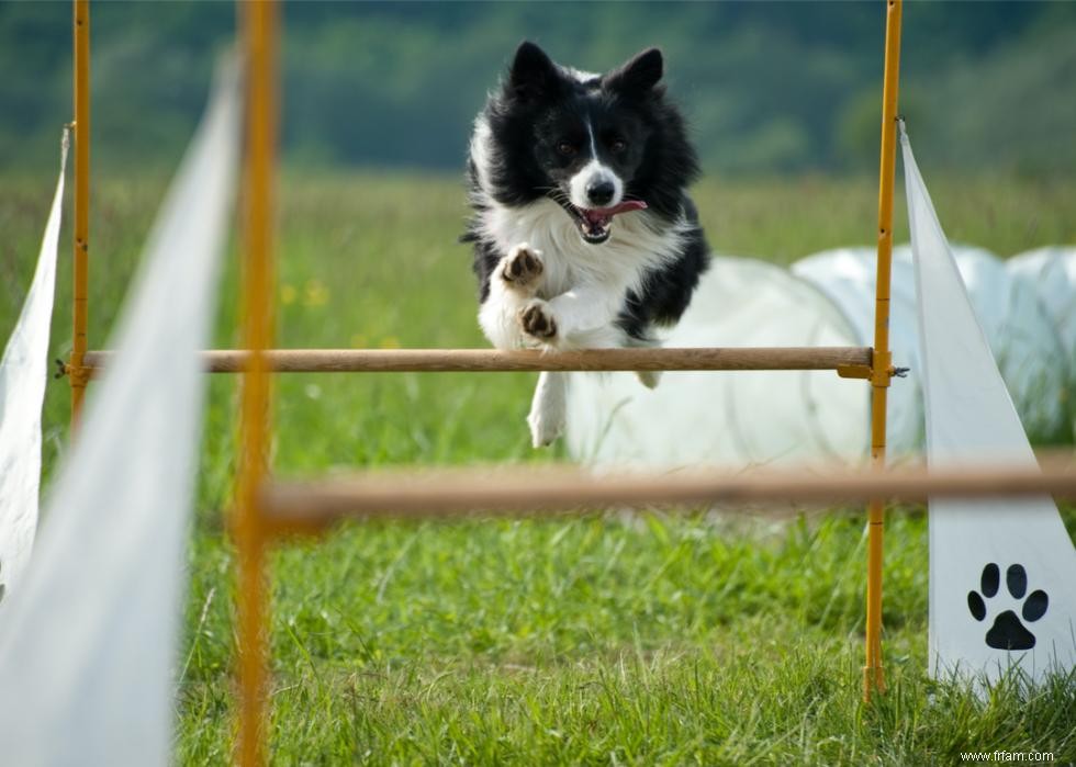 Les chiens les plus rapides du monde 