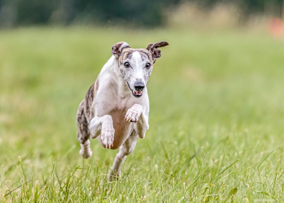 Les chiens les plus rapides du monde 