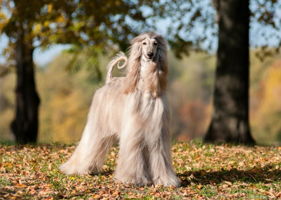 Les chiens les plus rapides du monde 