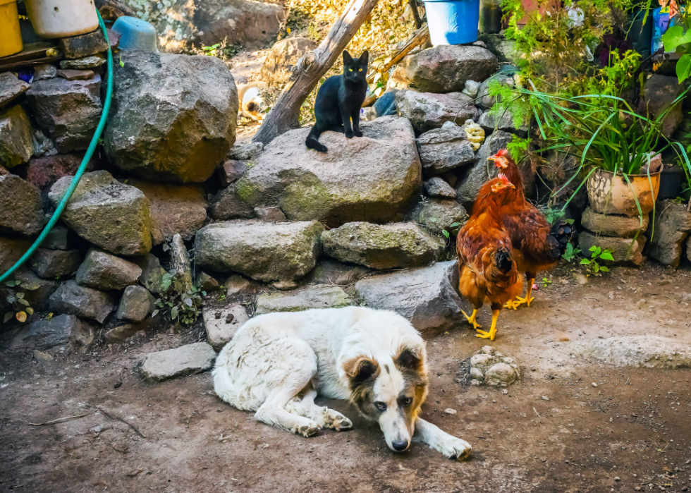 50 photos qui montrent la compagnie dans le règne animal 