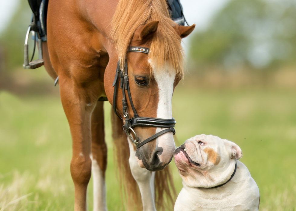 50 photos qui montrent la compagnie dans le règne animal 