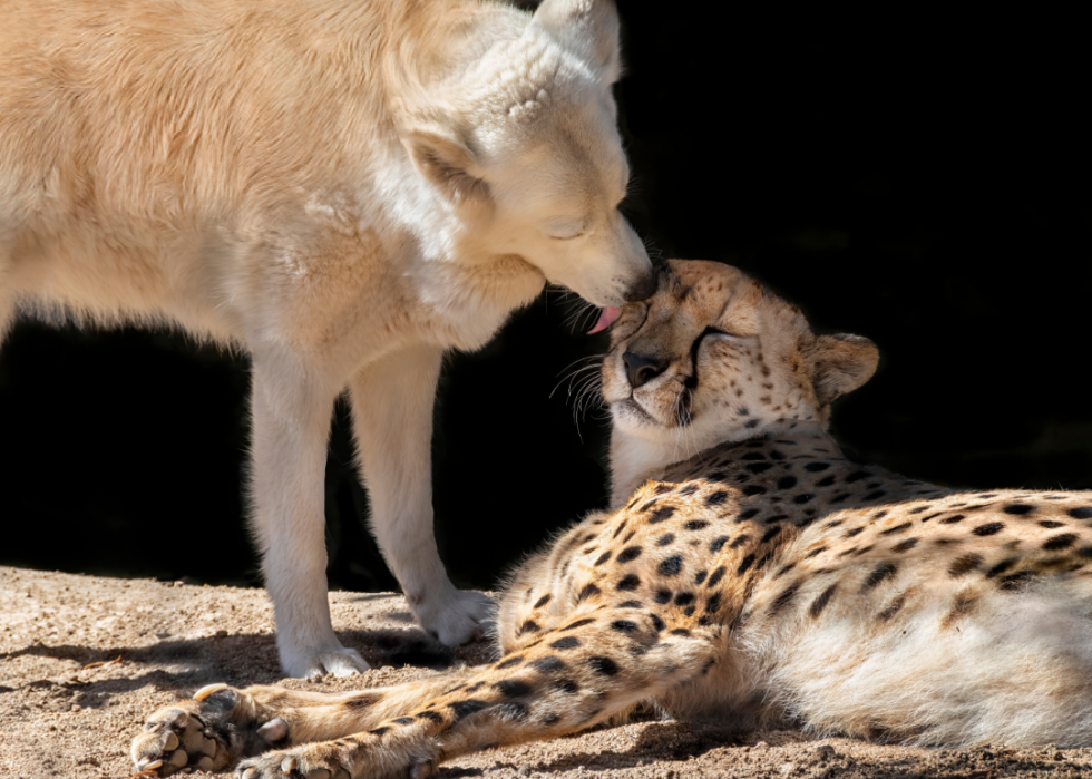 50 photos qui montrent la compagnie dans le règne animal 