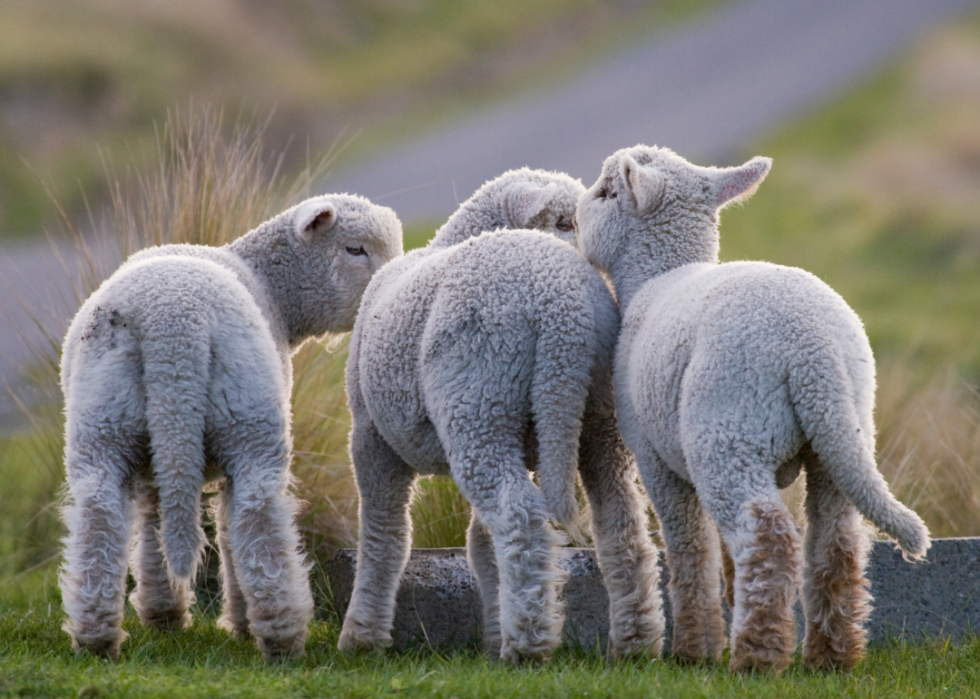 50 photos qui montrent la compagnie dans le règne animal 