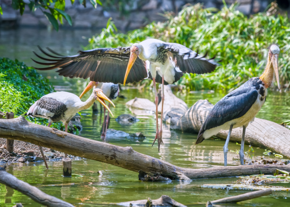 50 photos qui montrent la compagnie dans le règne animal 