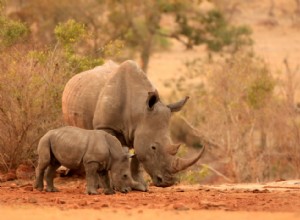 50 images de la parentalité dans le règne animal 