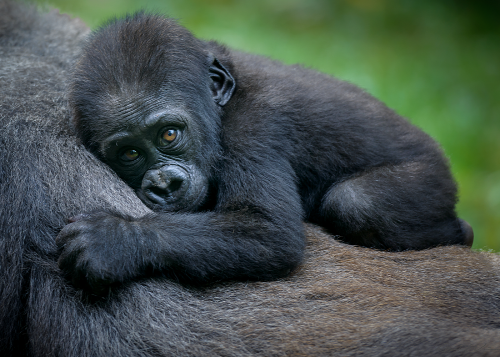 50 images de la parentalité dans le règne animal 