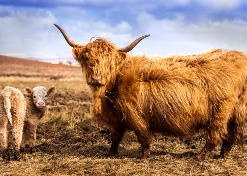 50 images de la parentalité dans le règne animal 