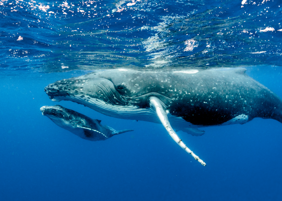 50 images de la parentalité dans le règne animal 