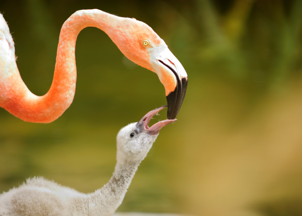 50 images de la parentalité dans le règne animal 