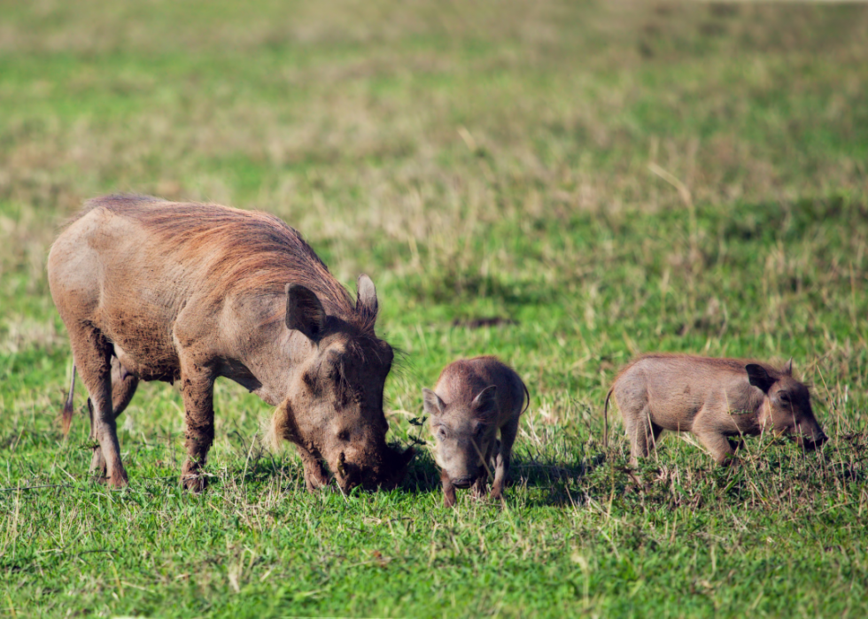 50 images de la parentalité dans le règne animal 