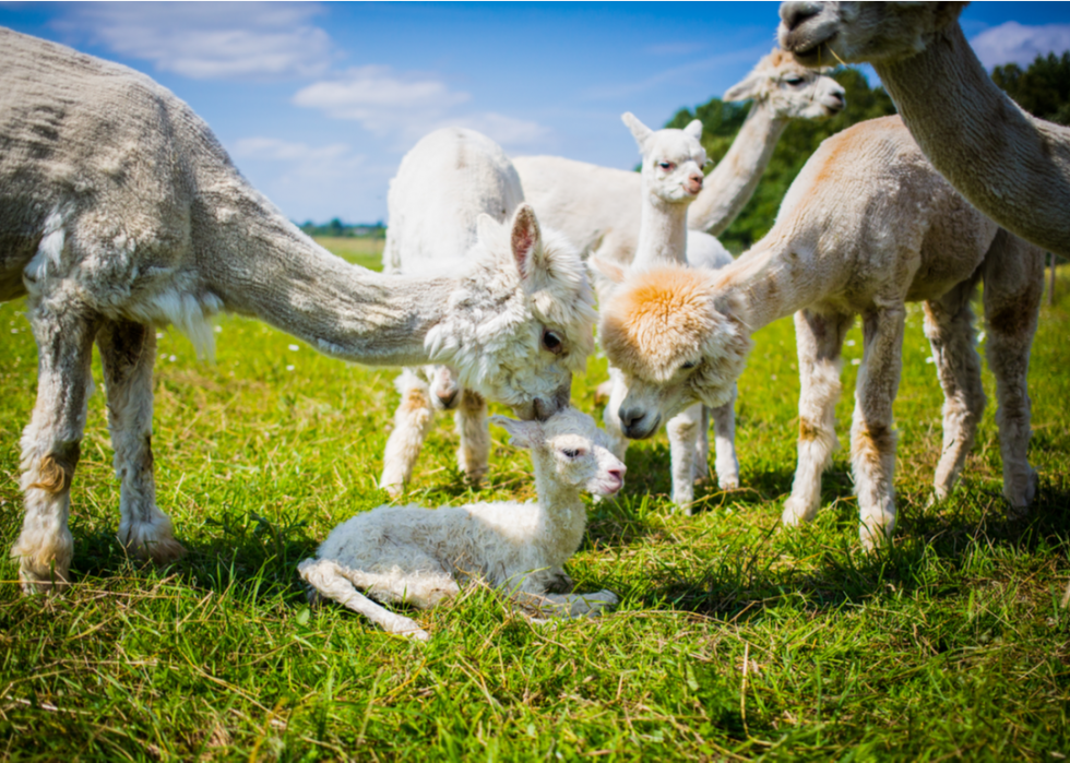 50 images de la parentalité dans le règne animal 