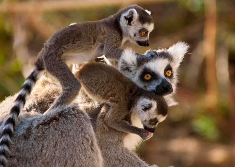 50 images de la parentalité dans le règne animal 